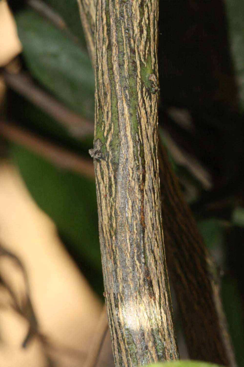              Second - third year twig (Riverside, CA)       